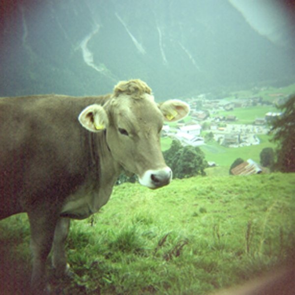 Landscape - Impressionen mit der Holga