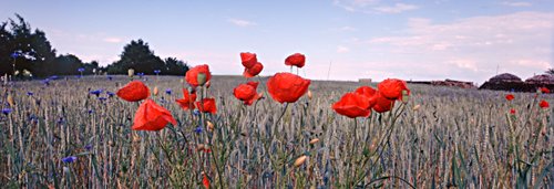 Rügen Mohnblumen