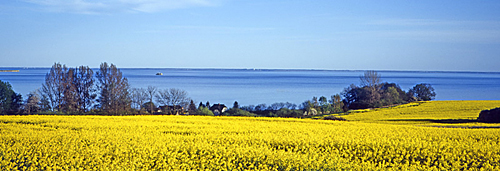 Rügen Rapsfeld Groß Stresow