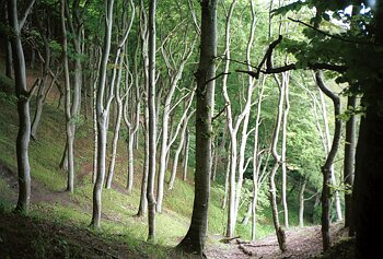 Rügen