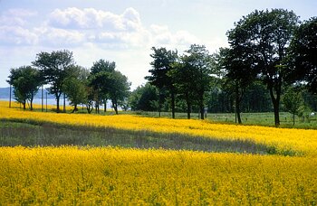 Rügen